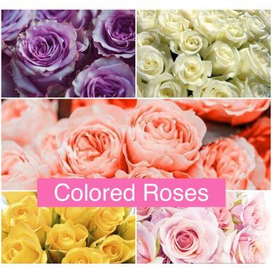 Colored Roses in Purcell Oklahoma, Alma's Flowers